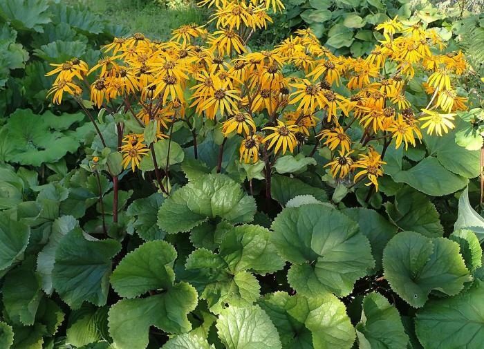 ��� ��������� ������ ���������: ������� ����� �� ���������