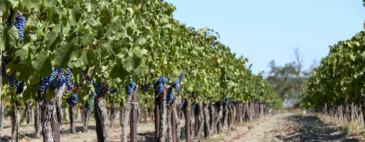 Влияние почвы на вкусовые качества вина