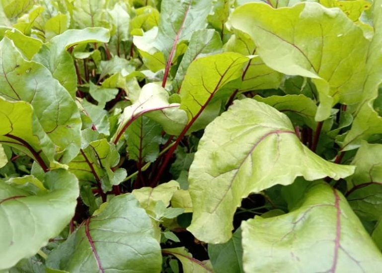 ��� ��������� �������� ������� ������ �� ������ �����