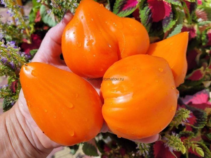 ����� ��������� �����: ������� ����� ������ ��� ������ ����