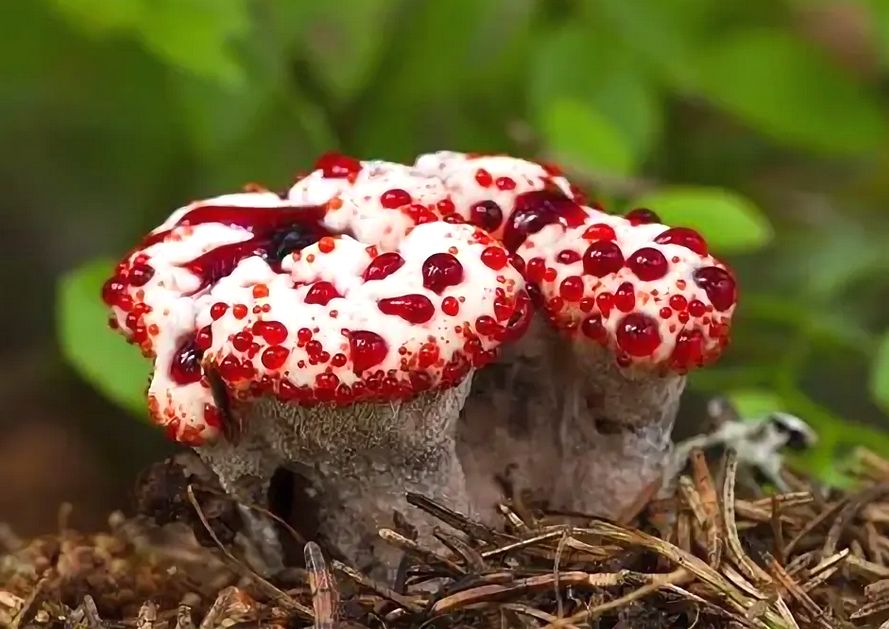 ��������� ����