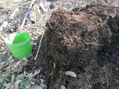 Как бесплатно запастись конским навозом: секреты и способы поиска