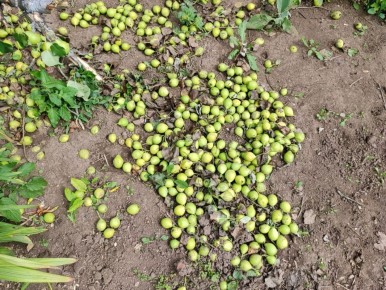 Причины опадения завязей яблонь и груш