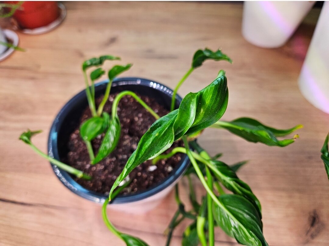 Почему эпипремнум годзилла – мечта каждого любителя комнатных растений