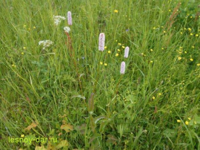 Горец змеиный: интересные факты и лечебные свойства