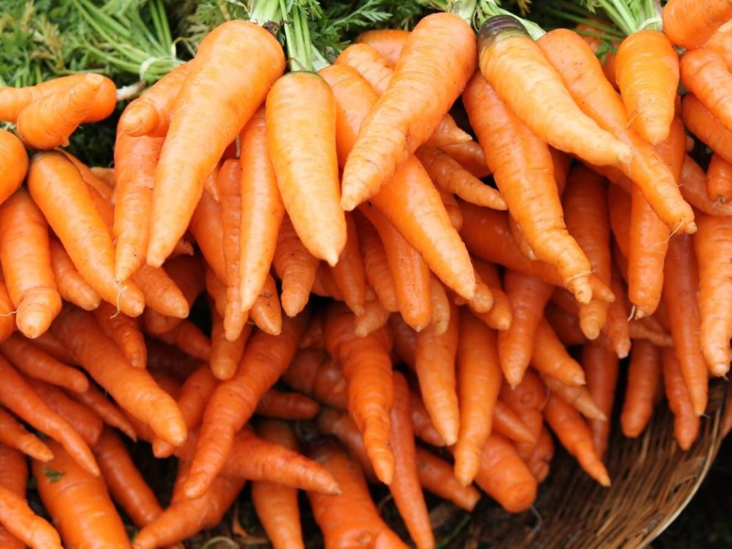 12 ������ ������ ������� ��� ������ ������� � 2026 ����