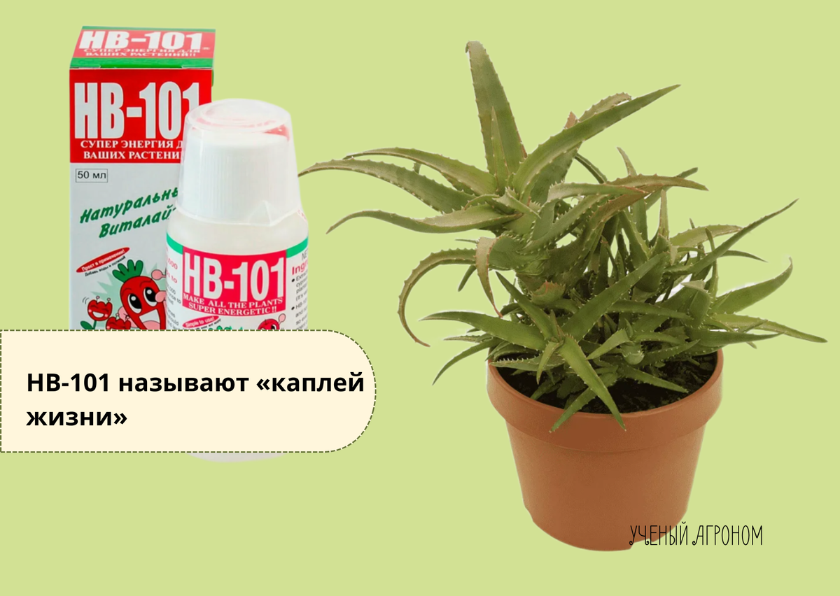 Как HB-101 помогает комнатным растениям вернуться к жизни и предотвратить стресс