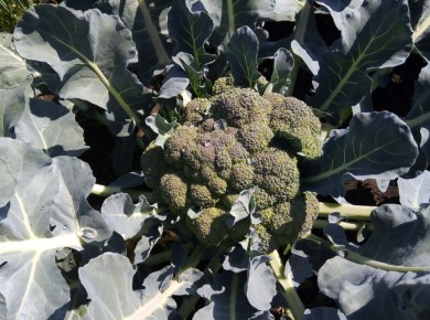 ��������� ����������� �� ����������� ��������