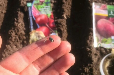 Проращивание семян свеклы: эффективный подход для идеального урожая