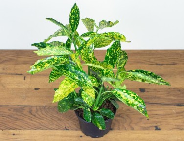 ������: ��� ������� ����� ����� � ������� � ����� ����