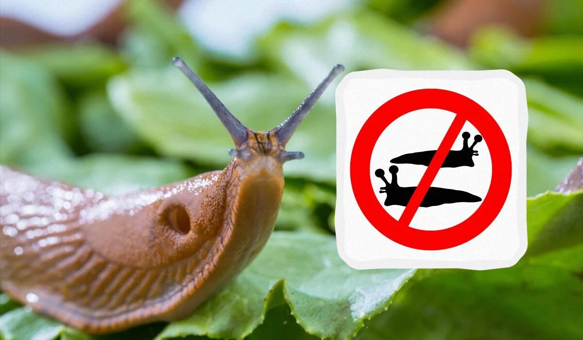 Лучшие методы борьбы со слизнями: как защитить дом и погреб от нашествия