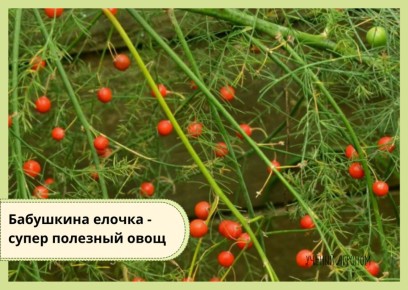 Невероятная спаржа: от украшения до деликатеса в вашем саду