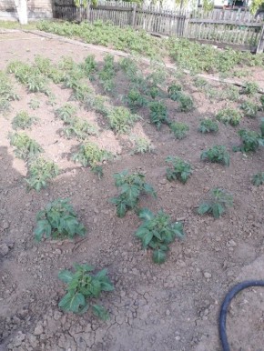 Как вырастить картошку без окучивания: опыт огородника из Чернигова