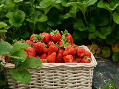 Как вырастить идеальную клубнику: три натуральных секрета