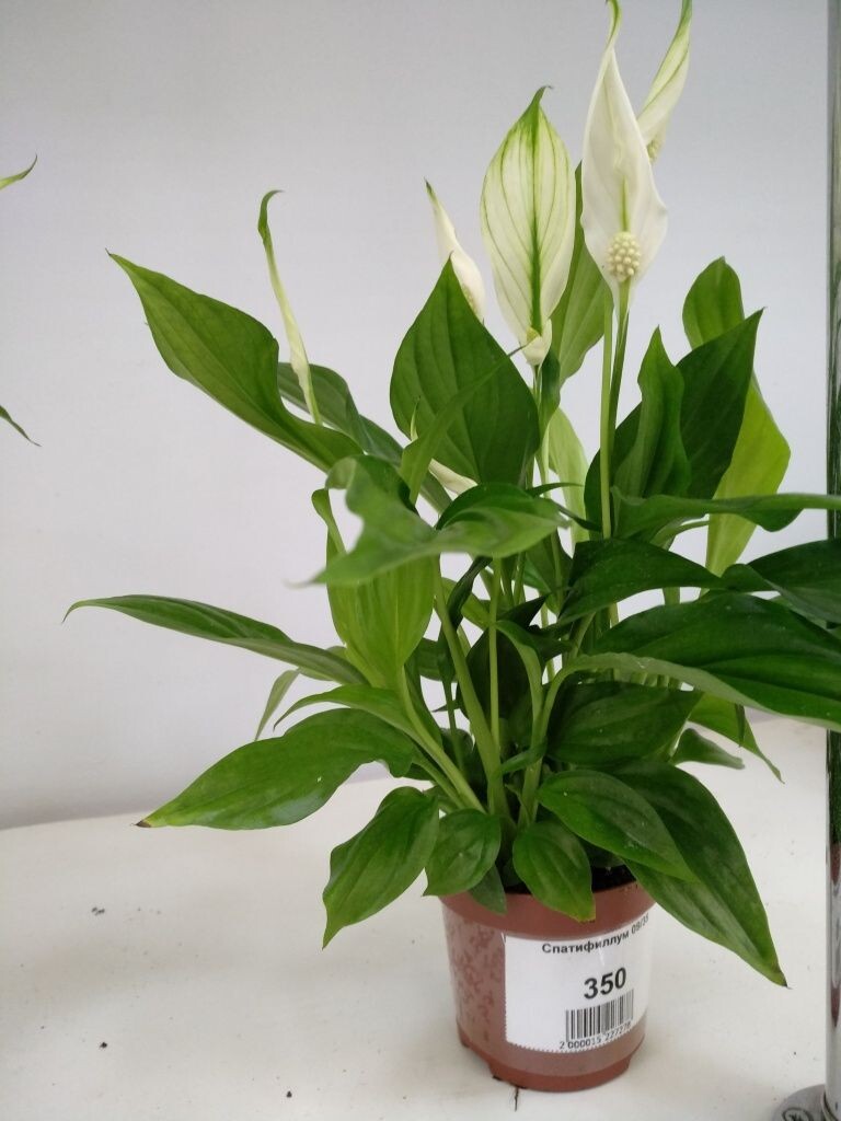 Спатифиллум: доступный путь к женскому счастью и радости в вашем доме