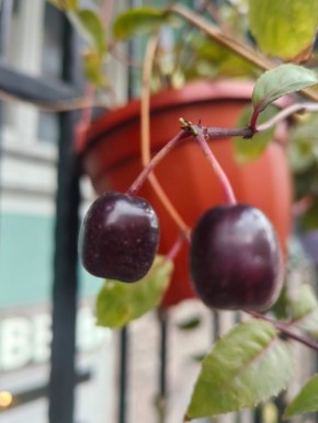 ������� �������: �������� � ������� � �������� ��������