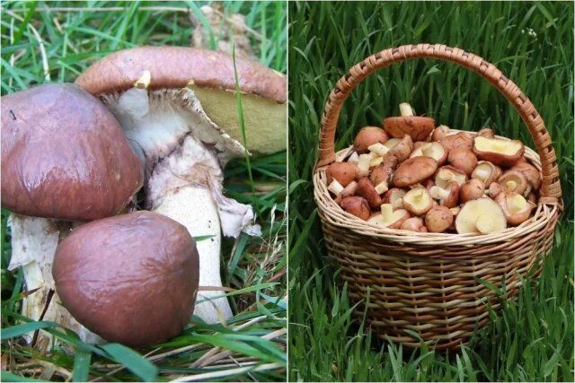 ��� �������� ���� �������� �� ������ ���������: ������ � ��������