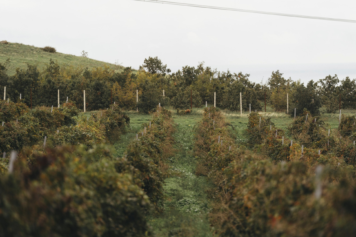 Ркацители: все грани популярного сорта