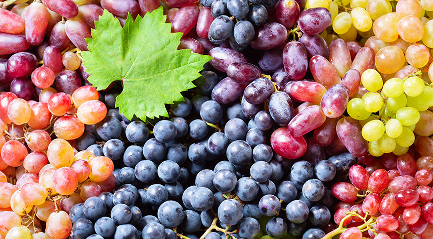 Виноградный сезон: пора наслаждаться сладким урожаем